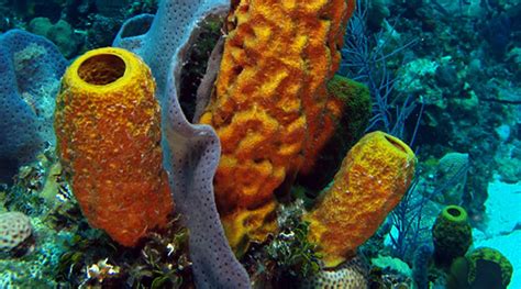 Invertebrates Animals Sponges