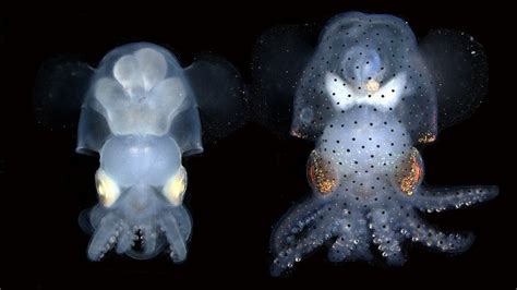 See Through Squid Lets Scientists Study Cephalopod Nervous System