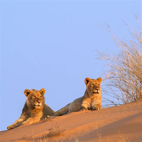 namibia-desert-lion-SQ | Wilderness Travel Blog