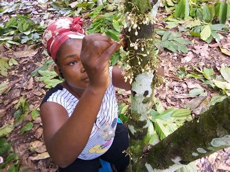 Hand Pollination - How Ghana Is Increasing Cocoa Productivity