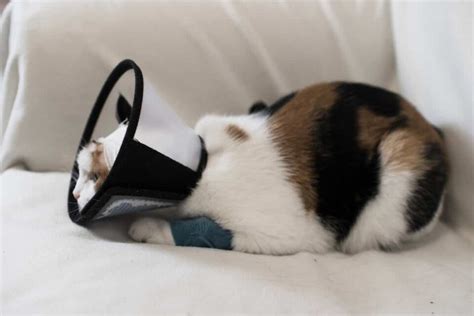 How Long Do Cats Wear Cones After Neuter