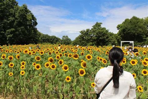 長居植物園～ひまわりウィーク～見頃【アクセス・駐車場】 気まぐれファミリー弾丸旅物語