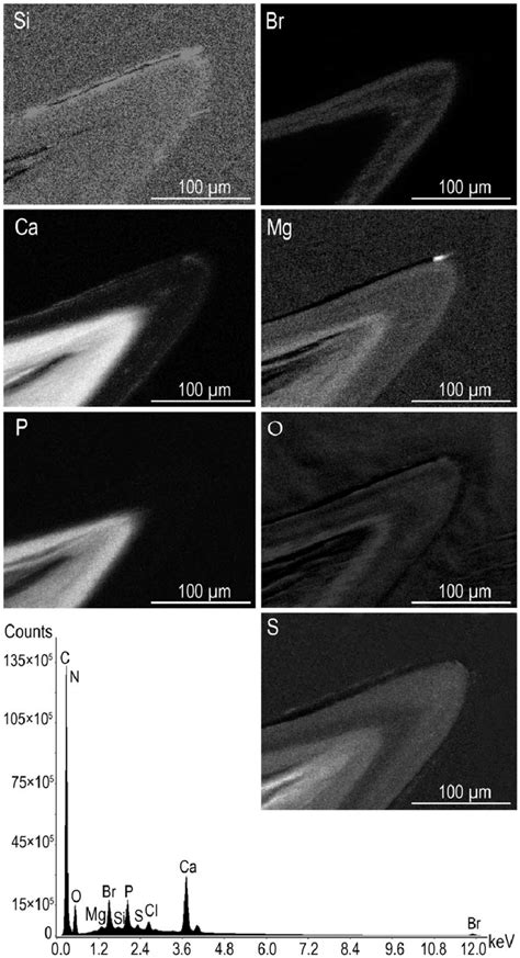 X Ray Elemental Spectrum Of A Polished Section Of In And X Ray Element