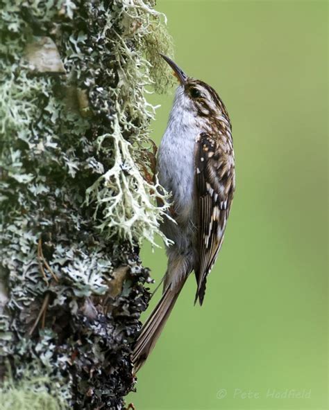 treecreeper wildlife photography