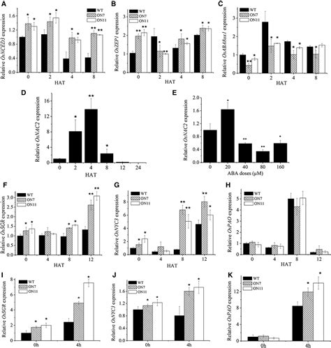 Figure From A Rice Nac Transcription Factor Promotes Leaf Senescence