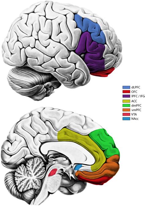 Ventromedial Prefrontal Cortex And Orbitofrontal Cortex