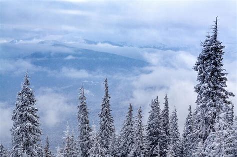 Premium Photo | Winter forest clouds landscape aerial view trees ...