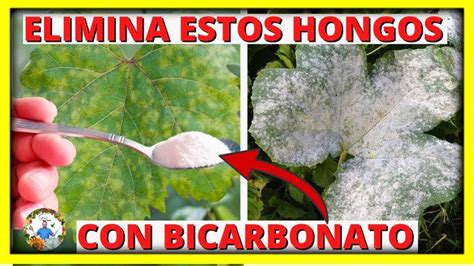 Como Eliminar Los Hongos Oidio Y Mildiu De Las Plantas Con Bicarbonato De Sodio Gio De La Rosa