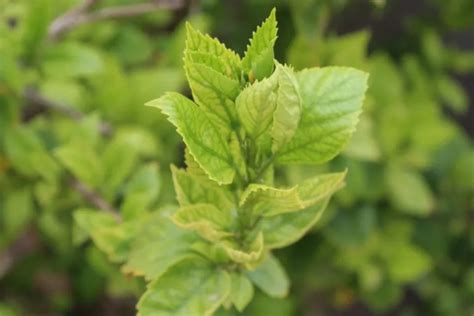 How to Harness Catnip's Power to Repel Mosquitoes: Pro Tips