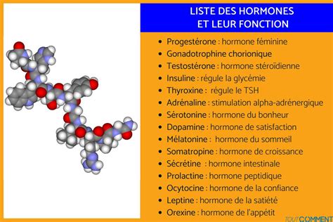 Liste Des Hormones Et Leur Fonction