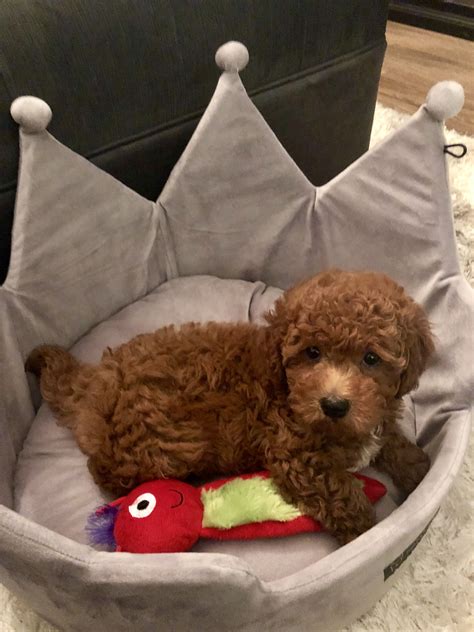 Cavapoo F1b 8 Week Old Puppy Red Poodle Cavalier Cavapoo Teddybear