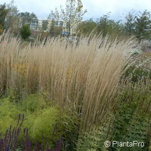 Reitgras Calamagrostis Acutiflora X Karl Foerster Pflanzendirekt Ch