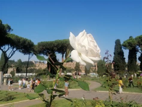 Record Di Visite Per Ammirare La Fioritura D Autunno Al Roseto Comunale