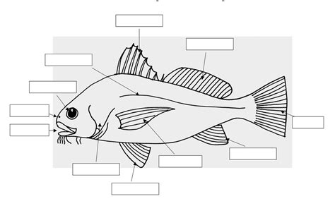 Science: Fish anatomy Diagram | Quizlet