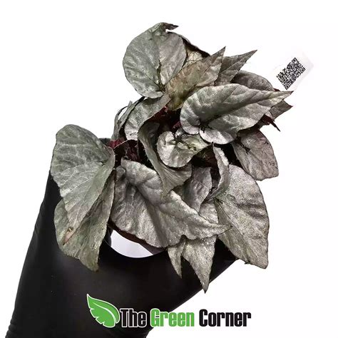 Begonia Rex Silver