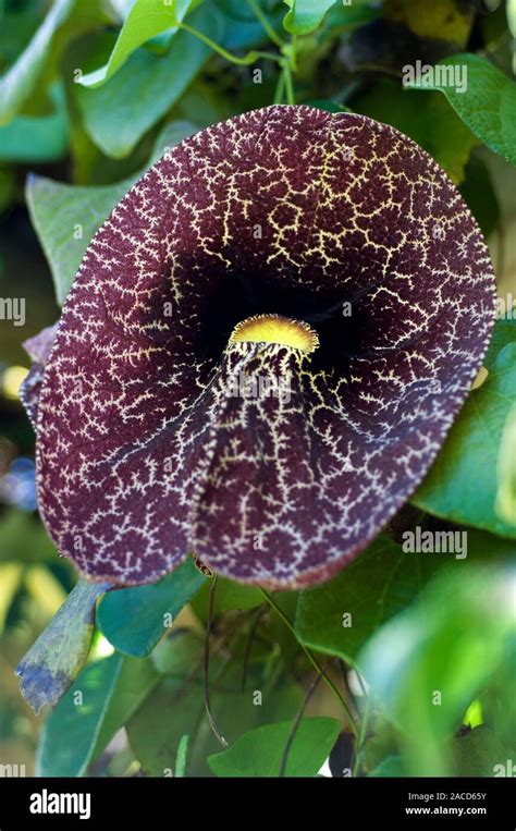 Calico Flower Aristolochia Littoralis Photographed On Nevis Island