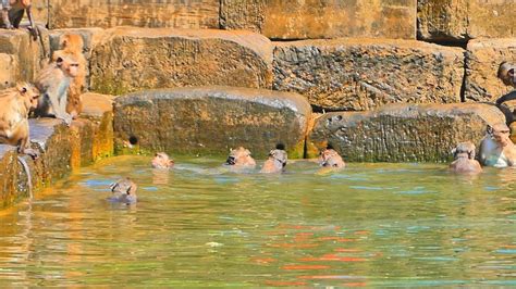 After F I G H T I N G Bryan Goes To Join Swimming With His Amber