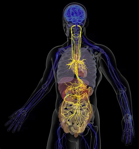 Hack Your Vagus Nerve - Aristotle Education, LLC