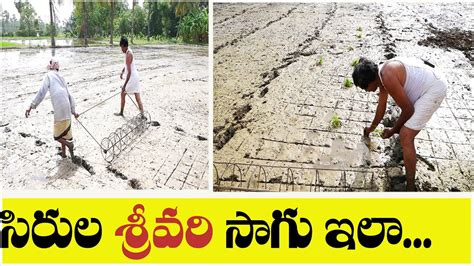 E Highest Yield In Sri Method Of Paddy