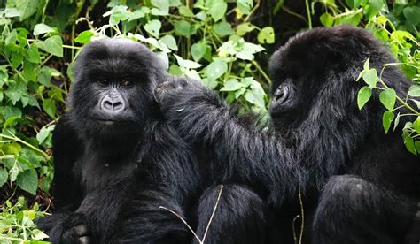 3 Day Gorilla Trekking Rwanda Gorilla Trekking