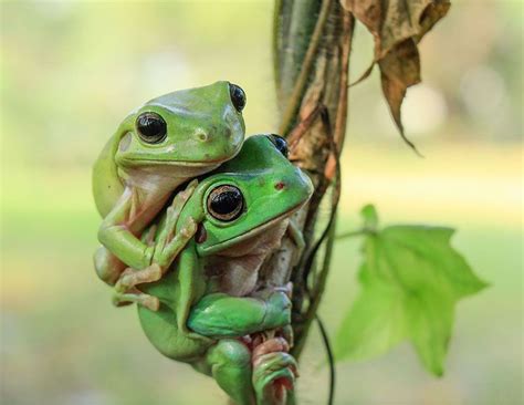 Amazing Frog Pictures That Will Blow Your Mind