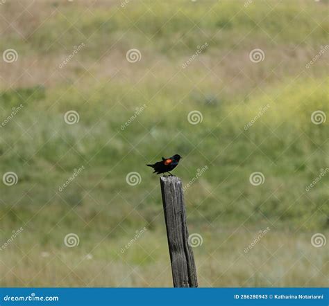 Red Winged Black Bird Male On A Post Agelaius Phoeniceus Stock Image