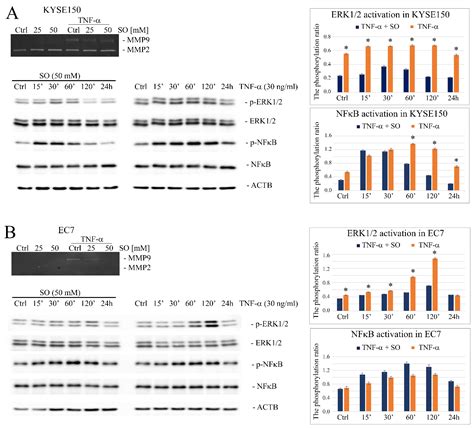 Ijms Free Full Text Effect Of Ldha Inhibition On Tnf Induced Cell