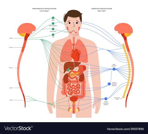 Autonomic Nervous System Royalty Free Vector Image