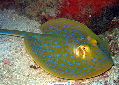 Taeniura Lymma Bluespotted Ribbontail Ray Blue Spotted Ribbontail Stingray