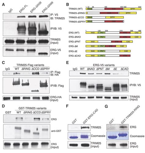 Analysis Of Trim25 Interaction With Erg A Co Immunoprecipitation Of