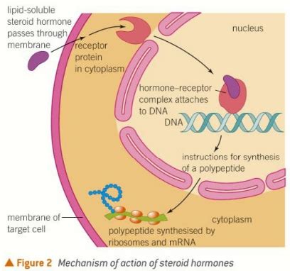 Hormonal Communication Flashcards Quizlet