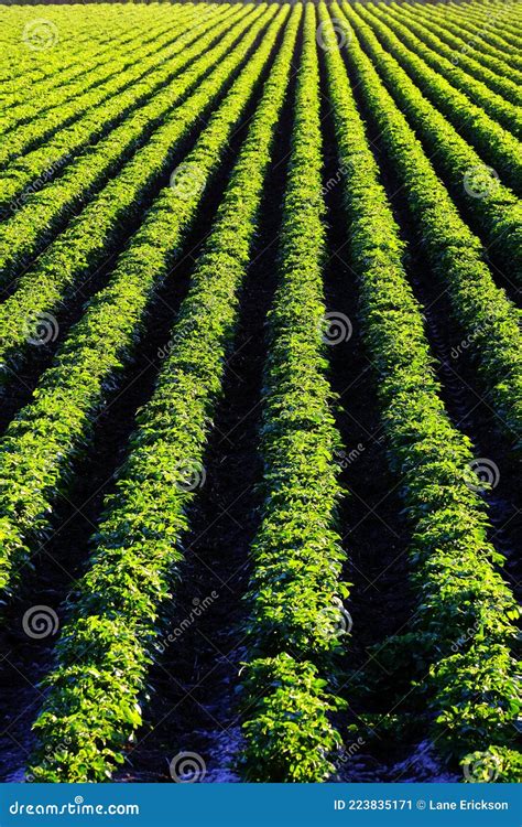 Farm Field Of Green Lush Crops Growing In Rows Or Lines Stock Image