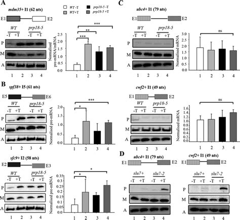 Validation By Semiquantitative Rt Pcr Analysis Of The Three Categories