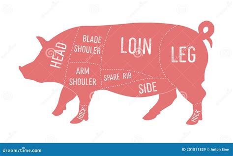美国原始猪肉切割图 向量例证 插画 包括有 例证 图象 问题的 行程 烹饪 绘制 屠杀 海报 201811839