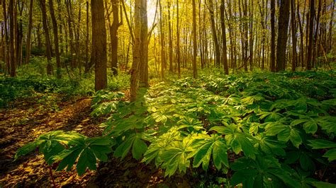 Mayapple Podophyllum Peltatum Groundcover Cold Stream Farm