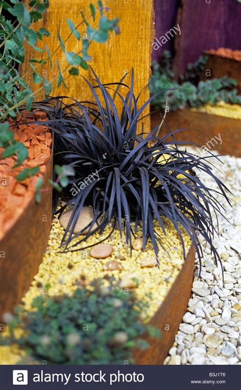 Ophiopogon Planiscapus Nigrescens Lilyturf Black Mondo Grass Stock