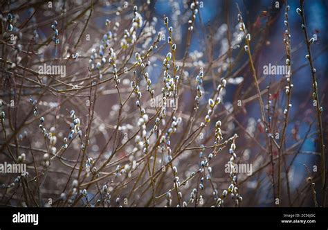 Pussy Willow Branches With Catkins Spring Background Traditional Decoration For Palm Sunday In