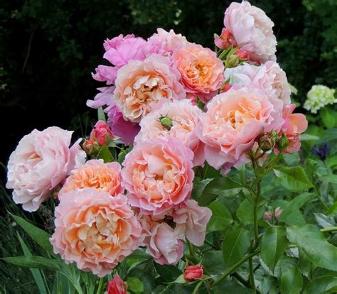 Роза плетистая Роз де Толбиак (Rose de Tolbiac) - Плетистые розы ...