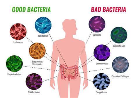 Microbiote intestinal définition rôle et modulateurs