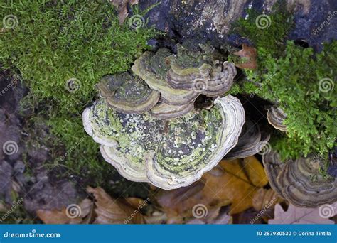 Cerrena Unicolor Commonly Known As The Mossy Maze Polypore Is A