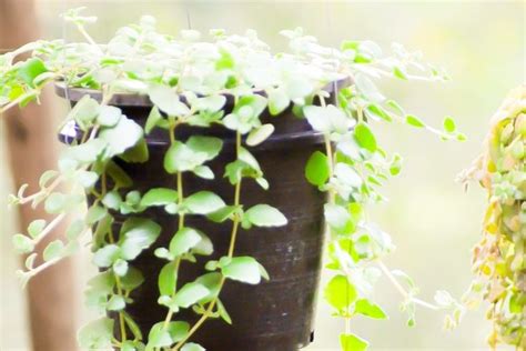 3 Simpatias Com Dinheiro Em Penca Para Fartura E Prosperidade Plantas