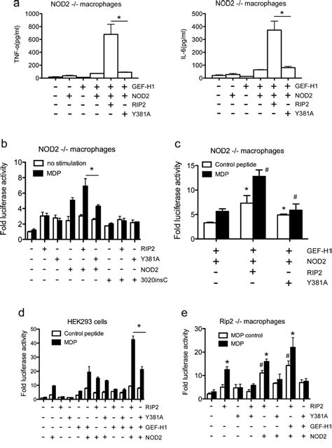 Tyrosine phosphorylation of Rip2 is required for NF κB activation A