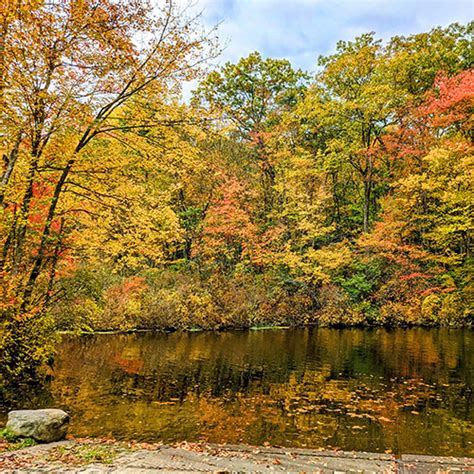 Plant These Trees for the Best Fall Color - Fine Gardening