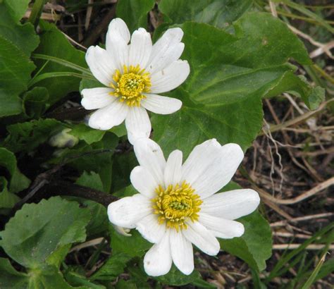 White Marsh Marigold Caltha Leptosepala Trophy Mountain Me Flickr