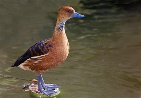 white face tree duck 2