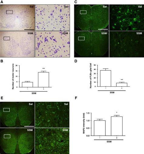 Ssm Treatment Increases Motor Neuron Survival In Hsod G A Mice Ssm