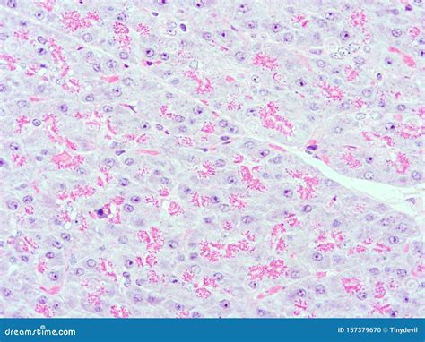 Histology Of Human Pancreas Tissue Stock Photo Image Of Cell