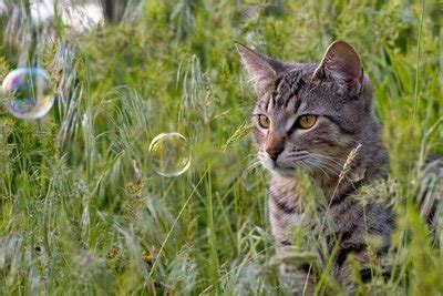 caterville — Tiny Bubbles