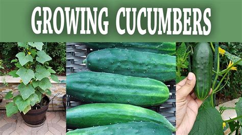 Compact Bush Cucumber How To Grow Bush Slicer Cucumbers Youtube