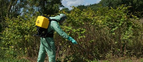 Japanese Knotweed Removal How To Get Rid Of It